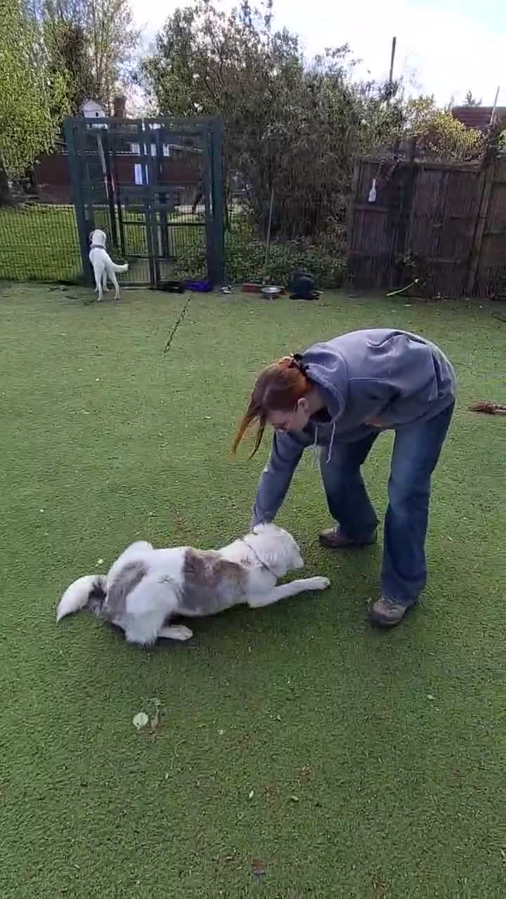 Mixed Breed dogs for adoption: Riga needs a home  - Video 2