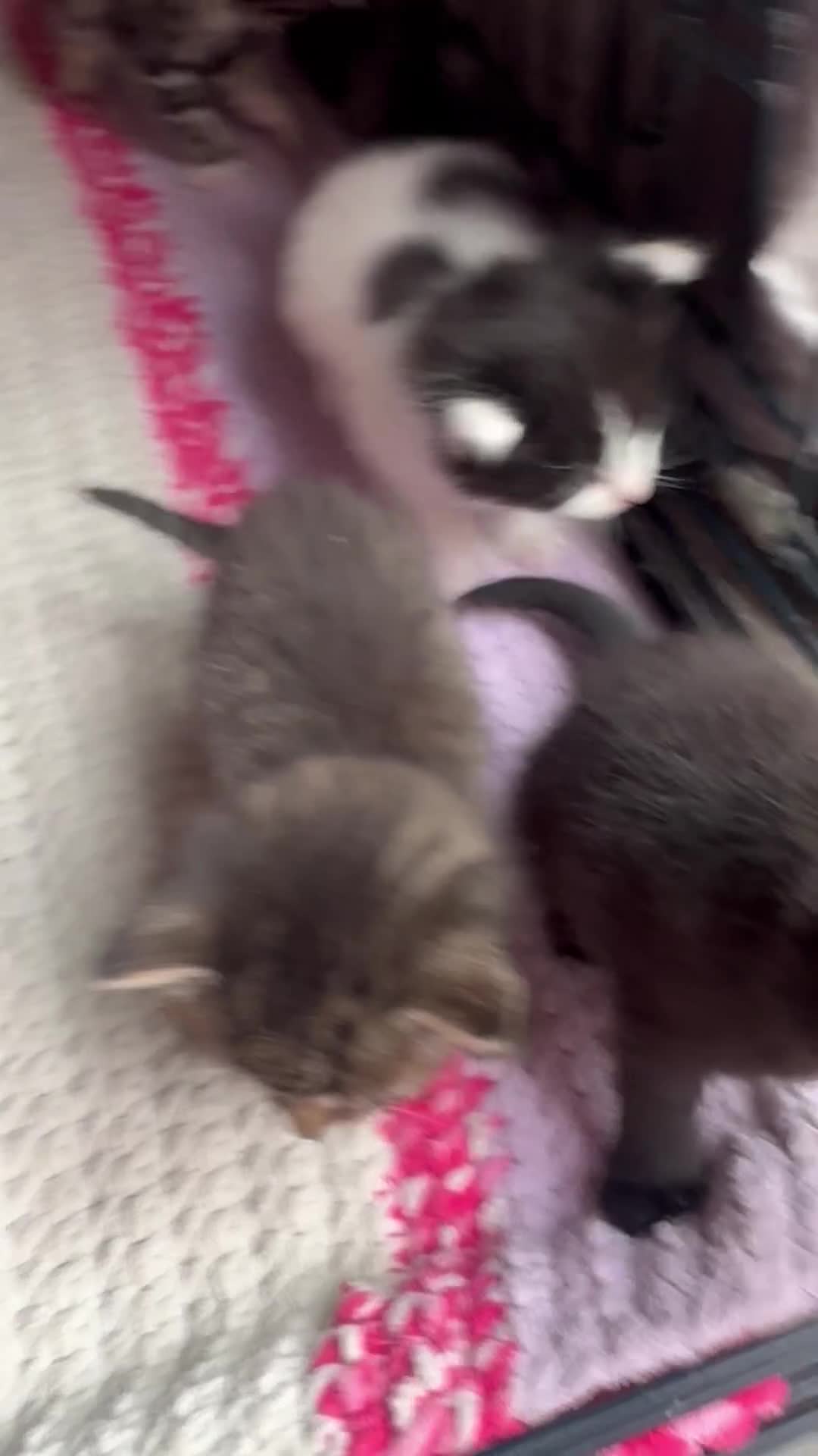 Mixed Breed cats for sale: 8 beautiful kittens  in Retford - Video 1