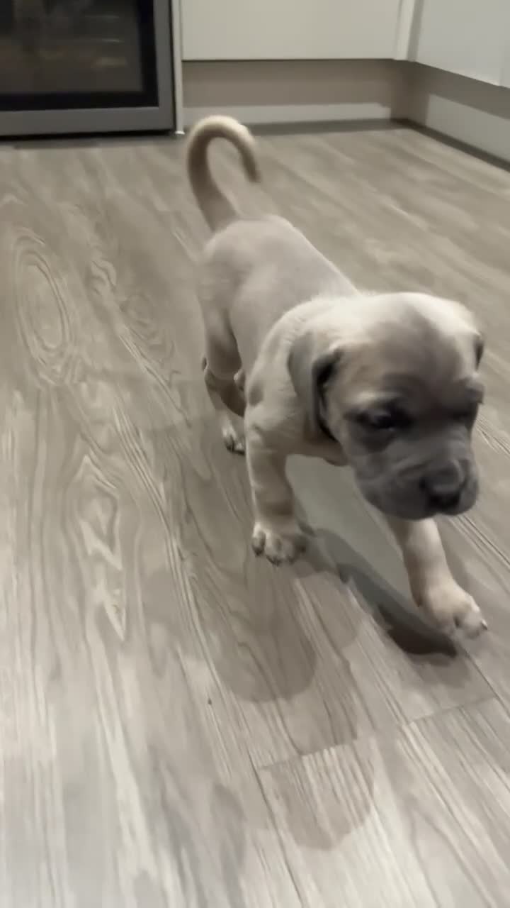 Cane Corso dogs for sale: 🏆 Proven Cane Corso Litter Due August 2026 🏆 - Video 3