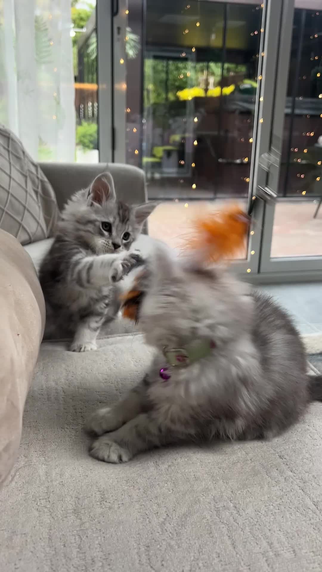 Maine Coon cats for sale: 🤩MAINE COON pedigree/genetic testing 🤩 - Video 1