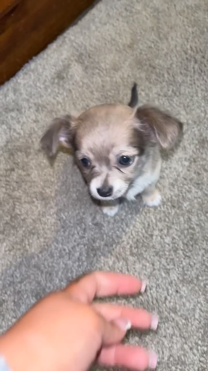 Chihuahua dogs for stud: Beautiful short haired chihuahua ready for stud..  - Video 2