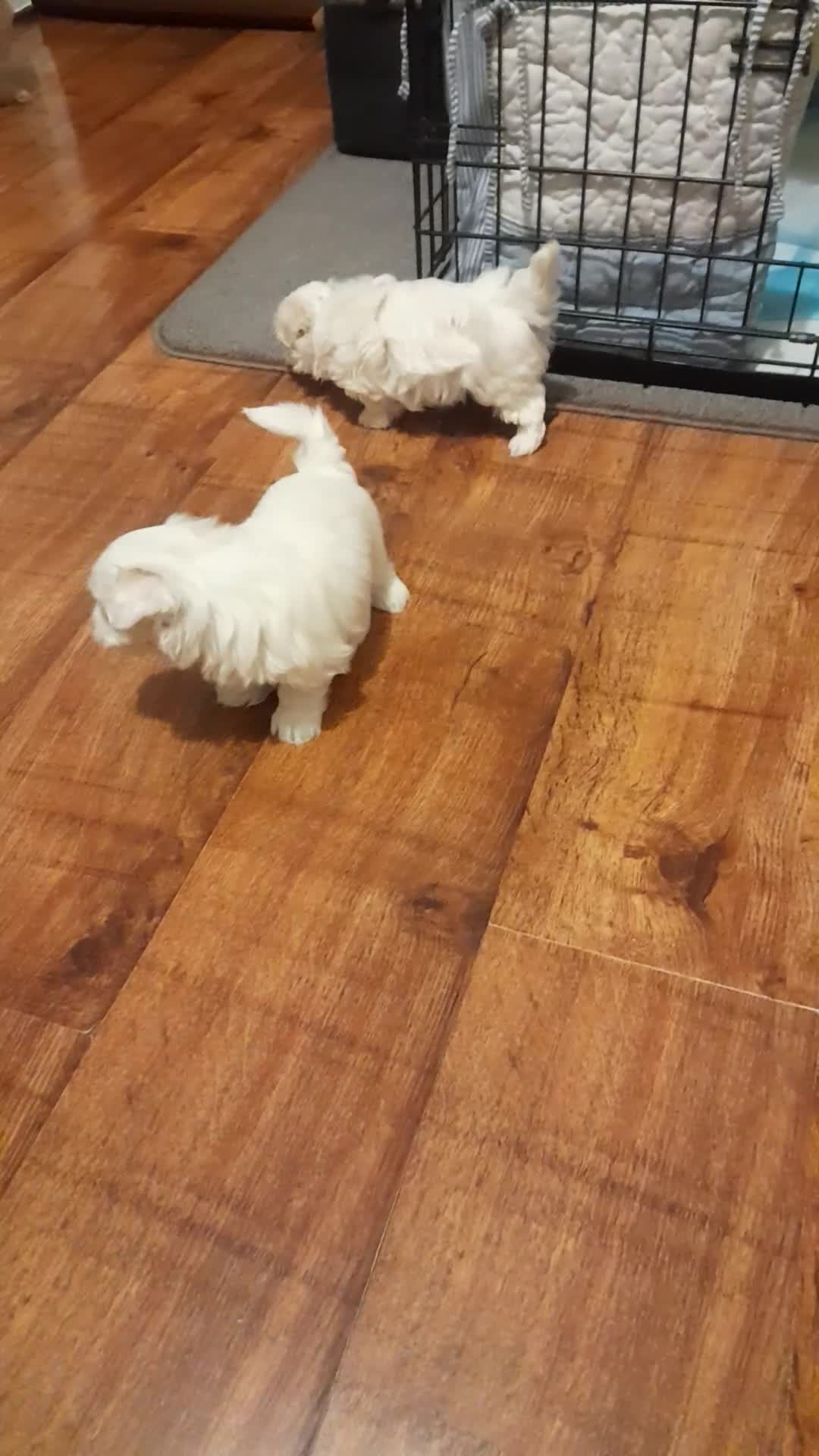 Maltese dogs for sale: 2 stunning male Maltese puppies - Video 1