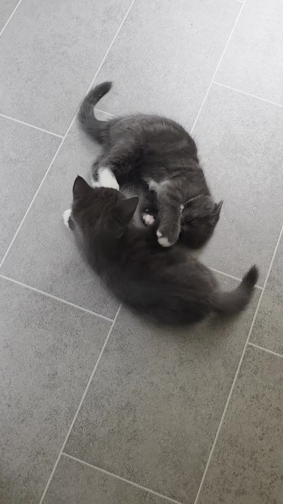 Siberian cats for sale: Siberian x Domestic shorthair stunning kittens  - Video 1