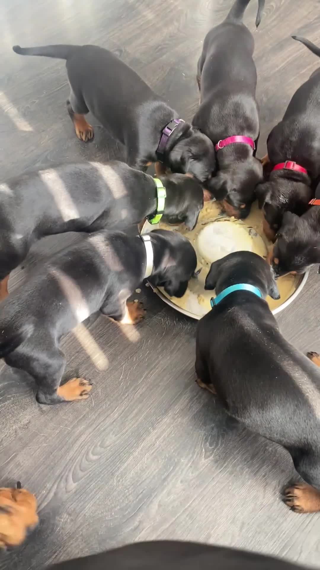 Dobermann dogs for sale: KC REGISTERED - DOBERMAN PUPPIES - Video 3