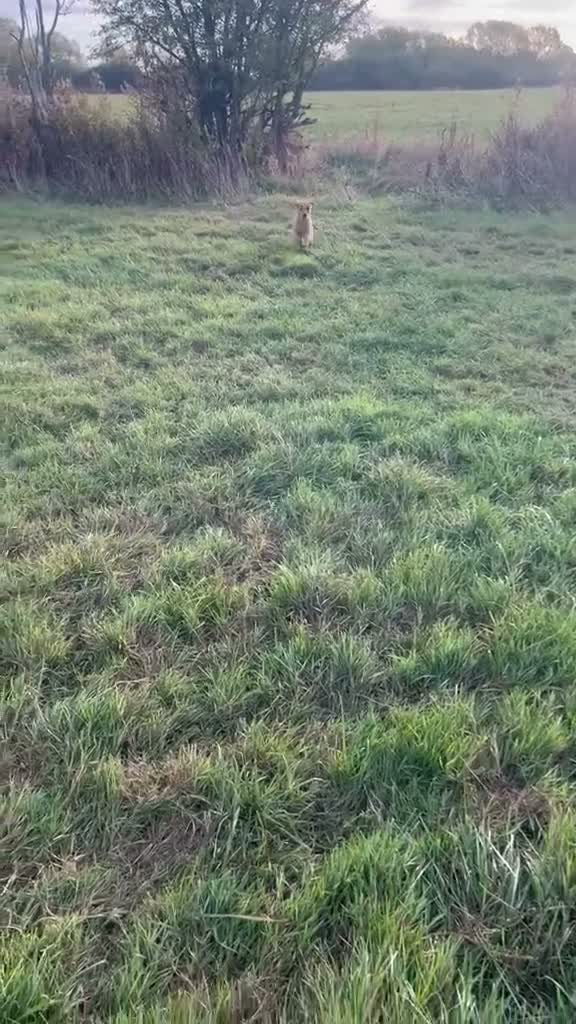 Goldador dogs for sale: Labrador retriever puppies  - Video 1