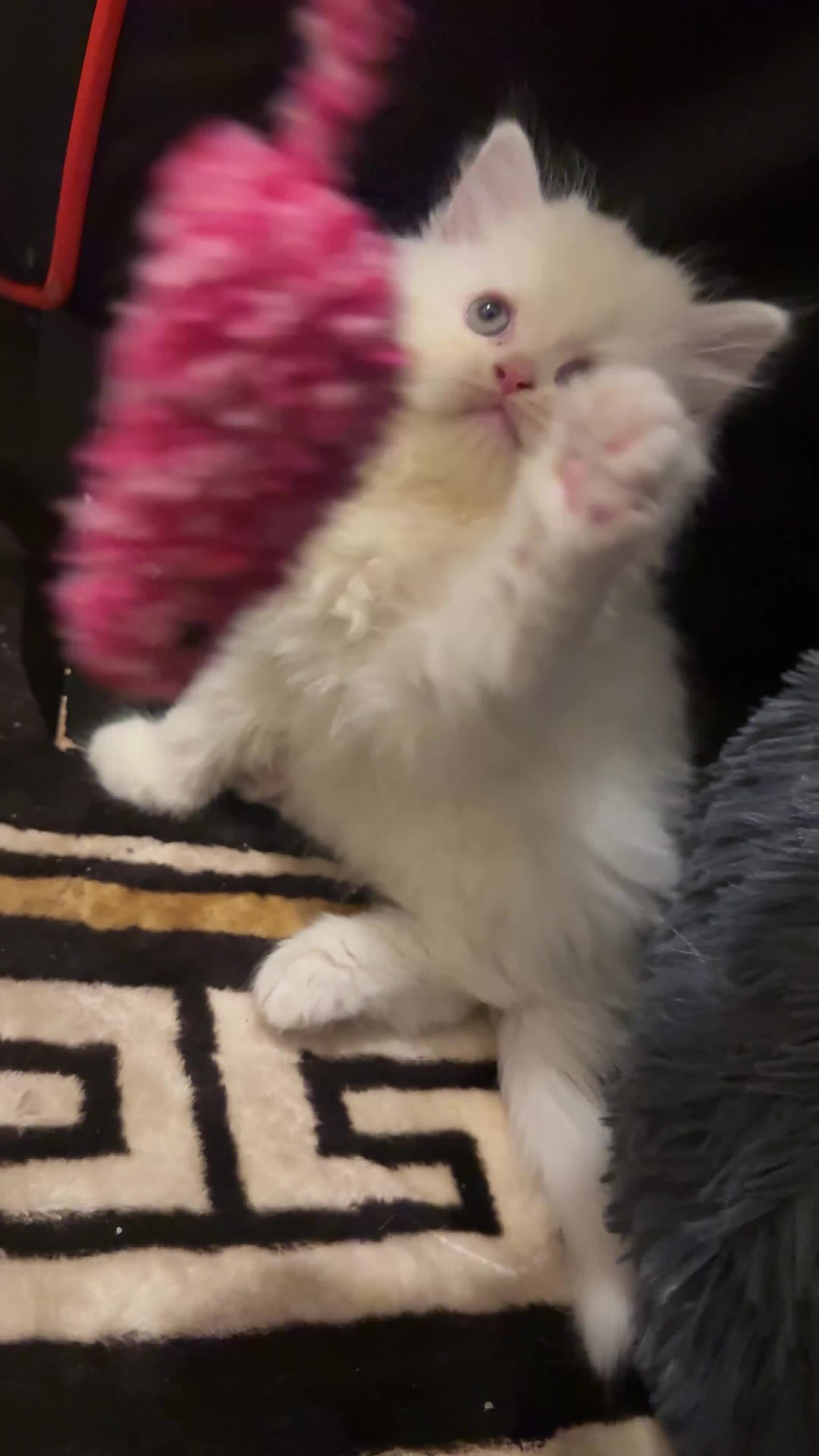Persian cats for sale: Chubby Persian kittens for sale! - Video 1