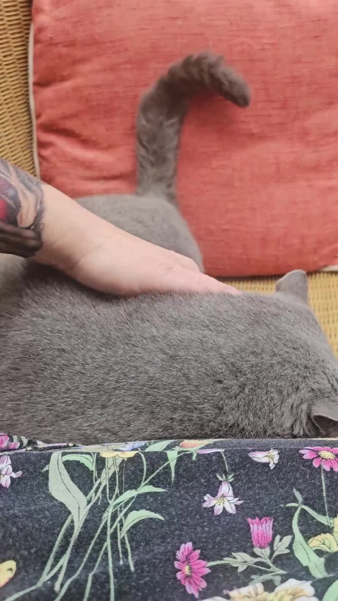 British Shorthair cats for sale: BLUE Boy - Video 2