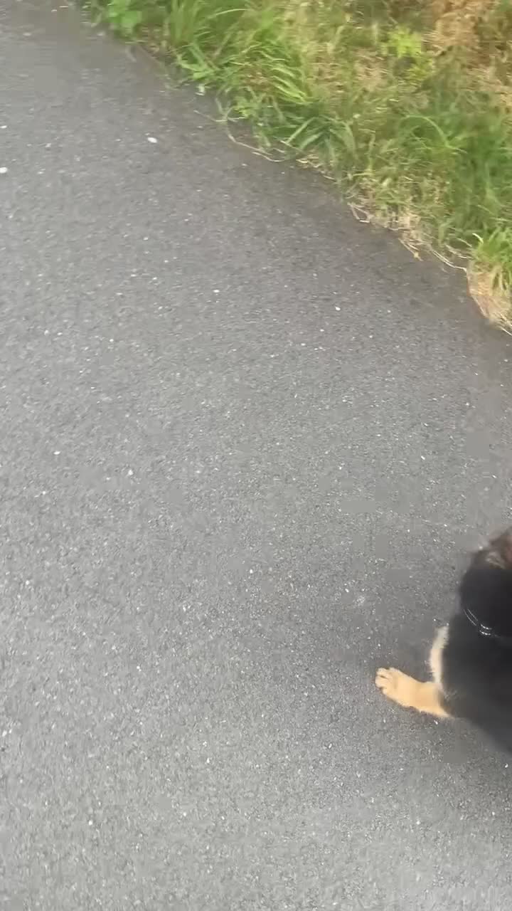 German Shepherd dogs for sale: German Sheperd female pup - Video 2