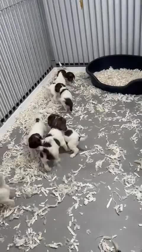 English Springer Spaniel dogs for sale: Health Tested Well Bred Pups - Video 2