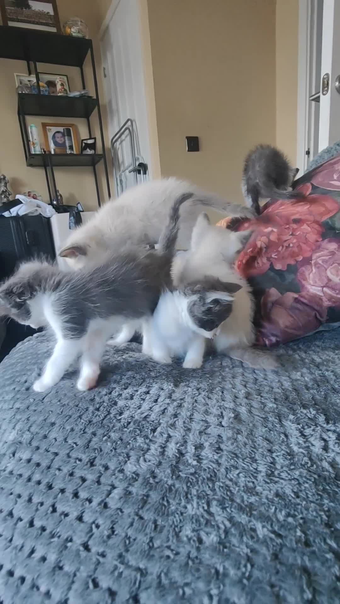Mixed Breed cats for sale: Russian blue x ragdoll kittens  - Video 1