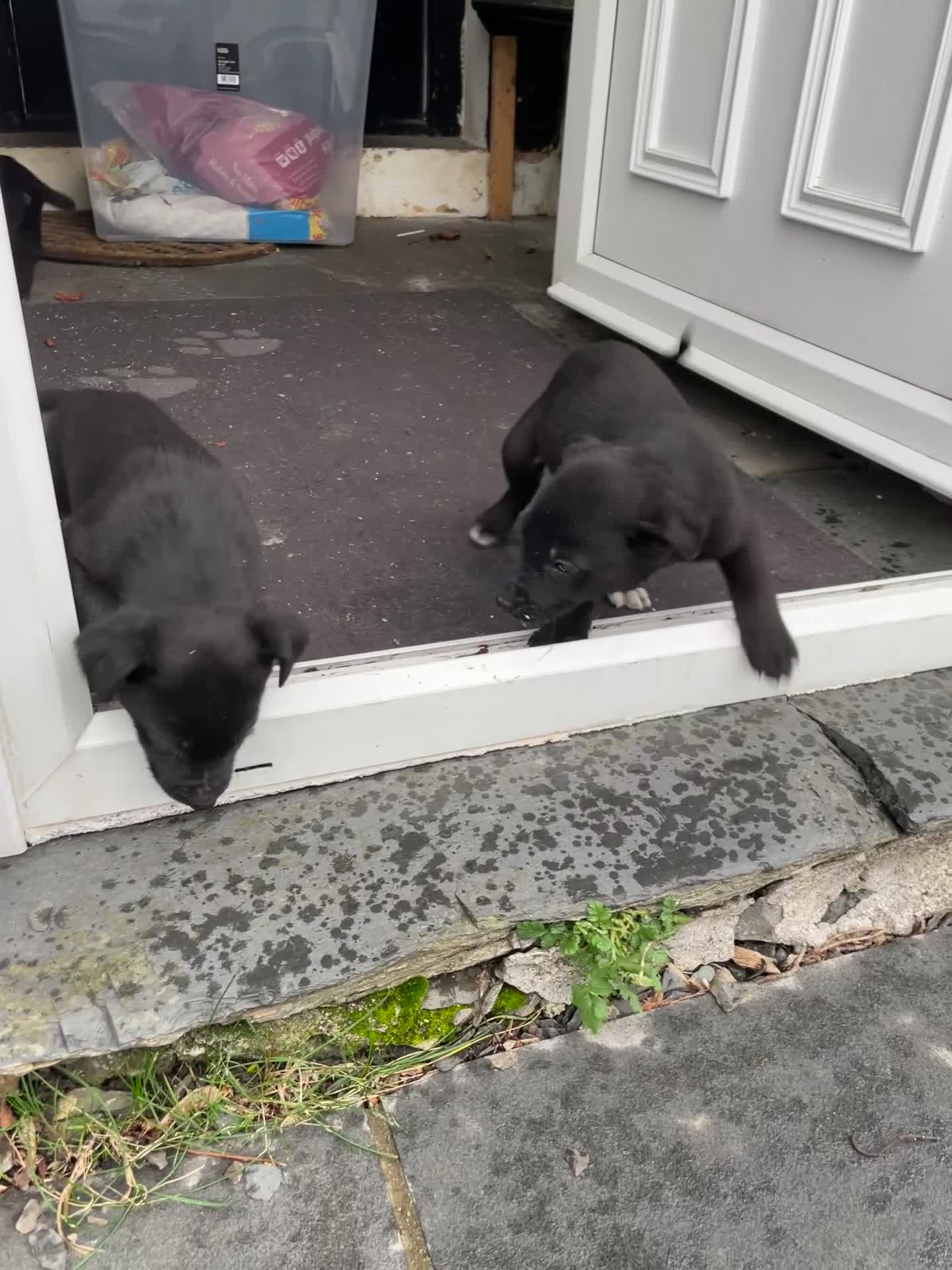 Borador dogs for sale: ⚫️lab x collie puppies ⚪️ - Video 2