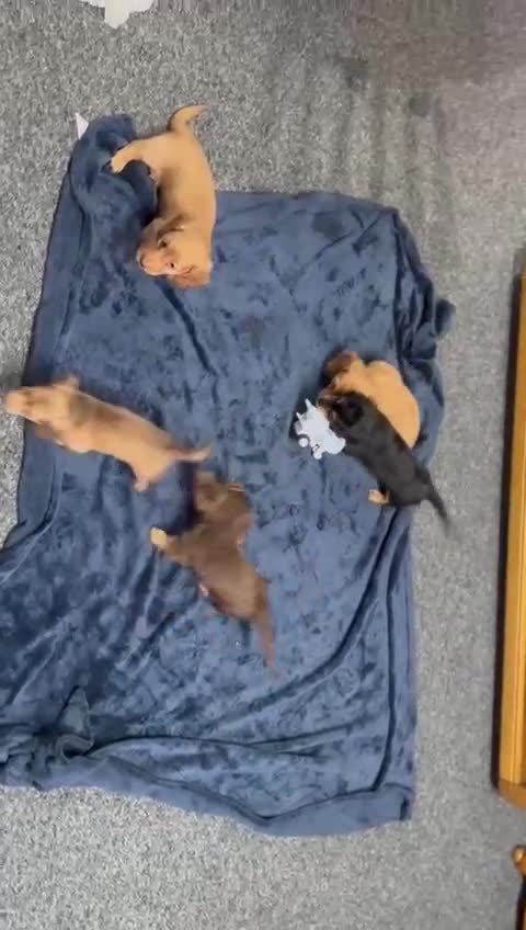 Miniature Dachshund dogs for sale: Cream Mini long hair Dachshunds - Video 1