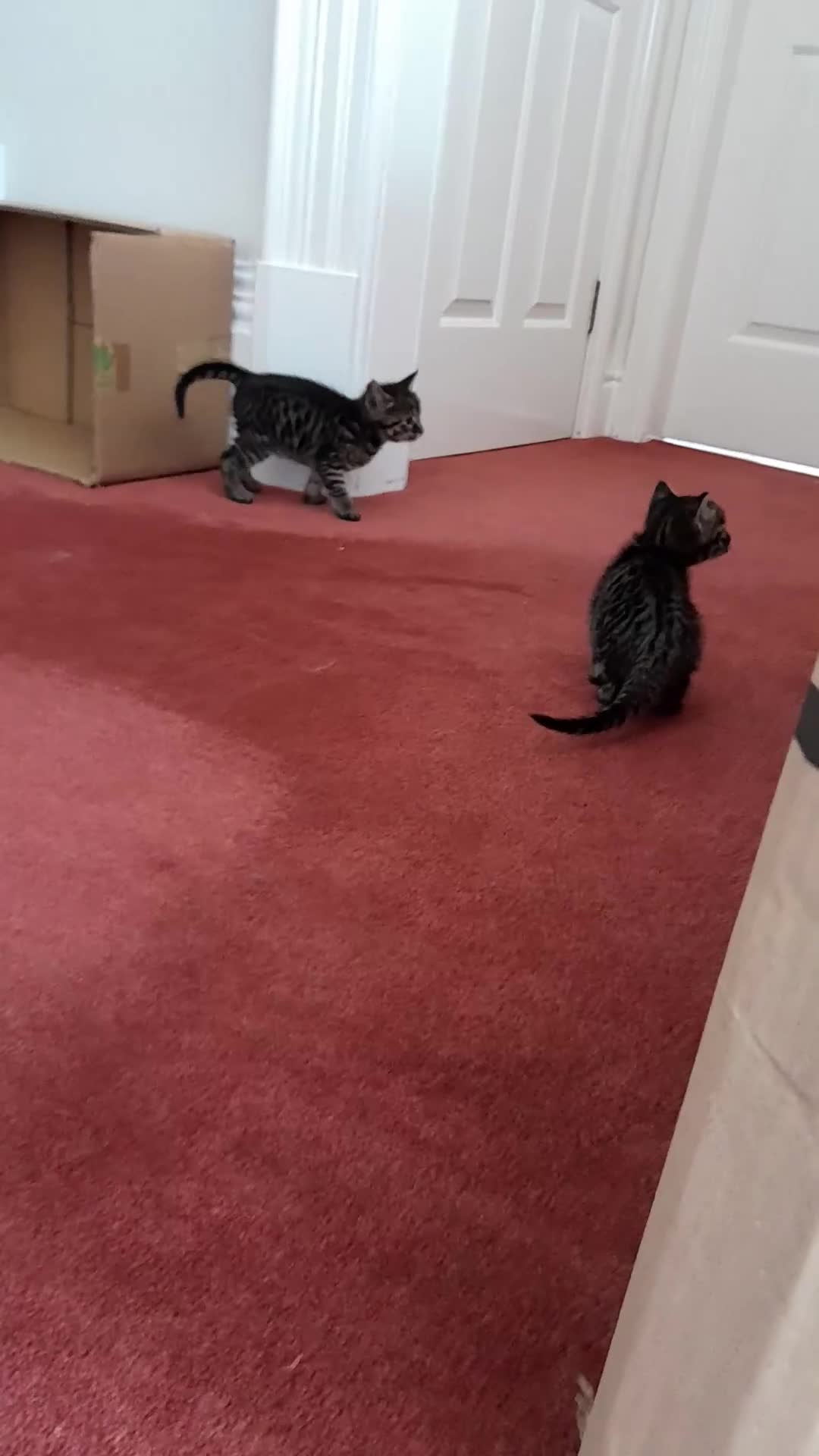 Savannah cats for sale: Top Pedigree Tica Reg F5 Savannah kittens in Darlington - Video 4