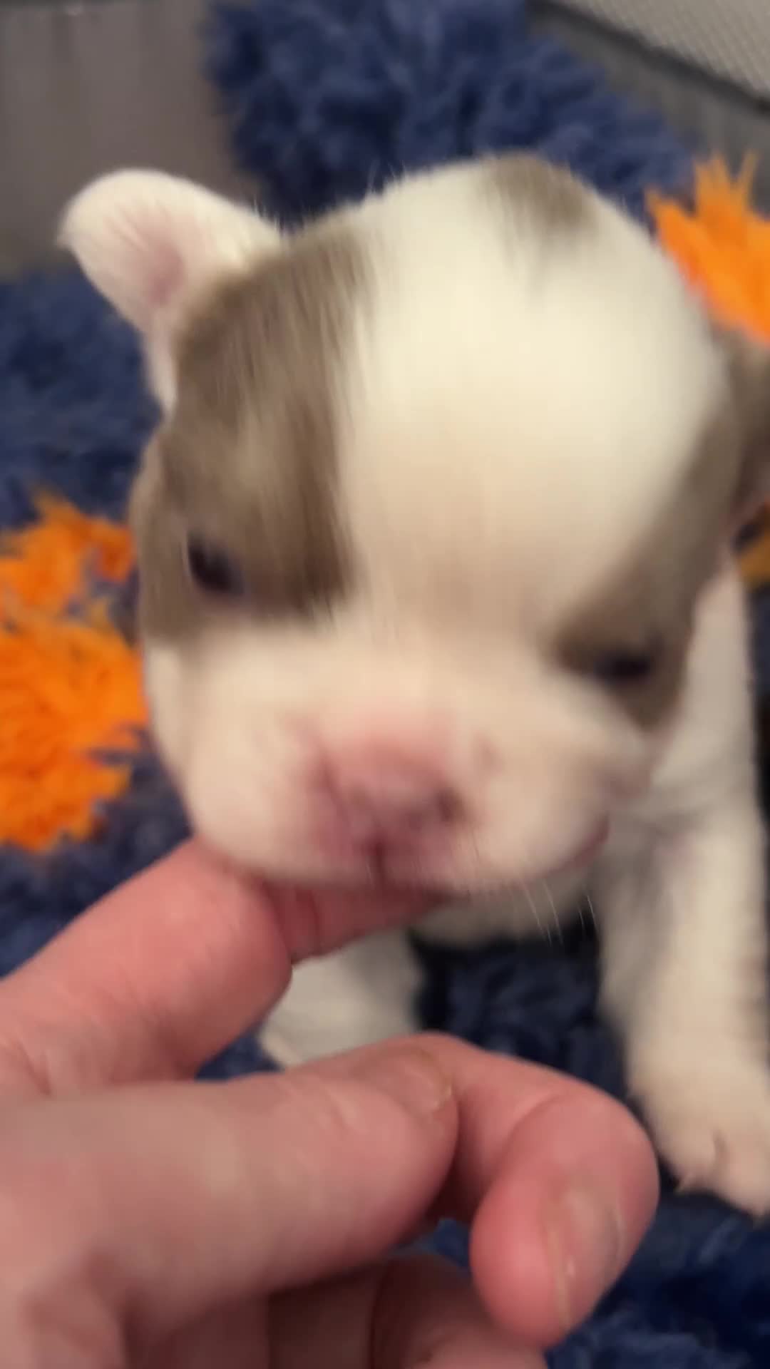 French Bulldog dogs for sale: New shade fluffy French bulldog  - Video 2