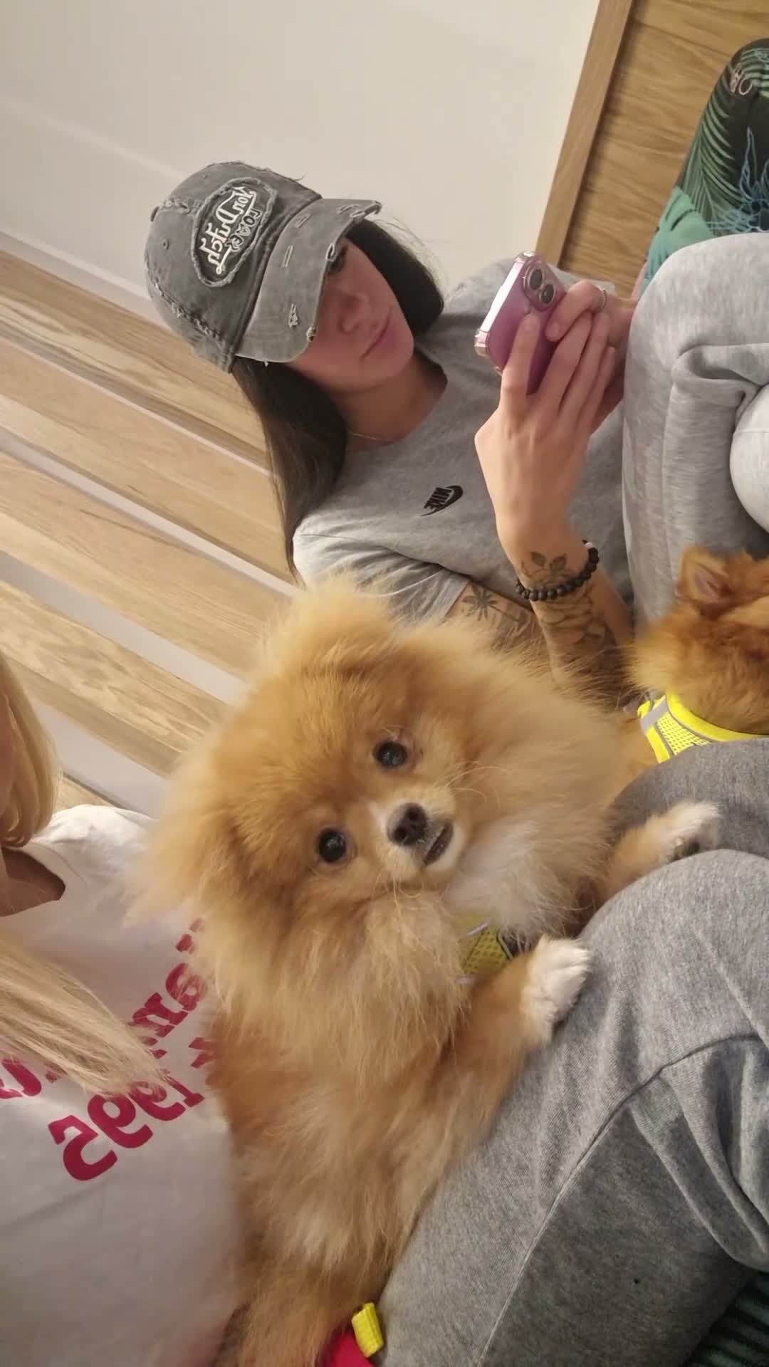 Pomeranian dogs for sale: Beautiful Pomeranian Girl Bambi - Video 2