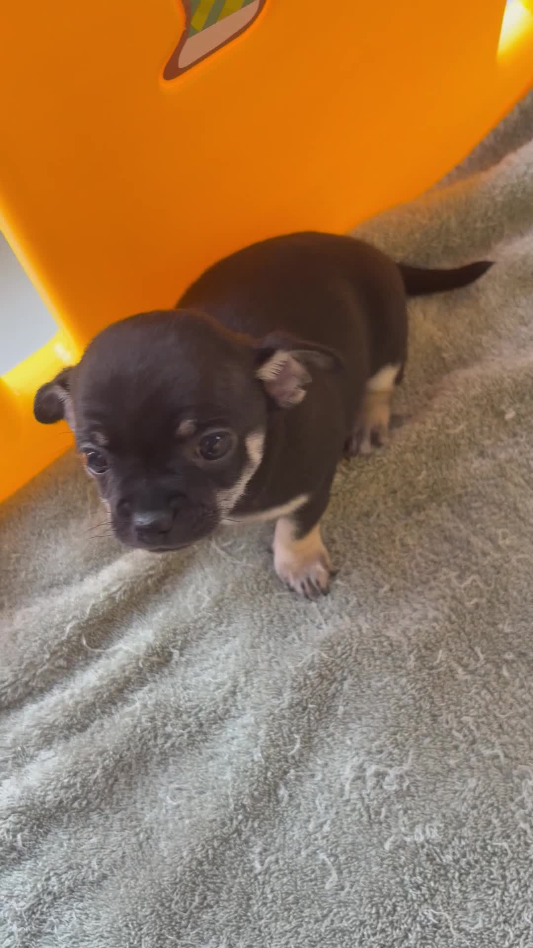 Chihuahua dogs for sale: Chihuahua puppies  - Video 2