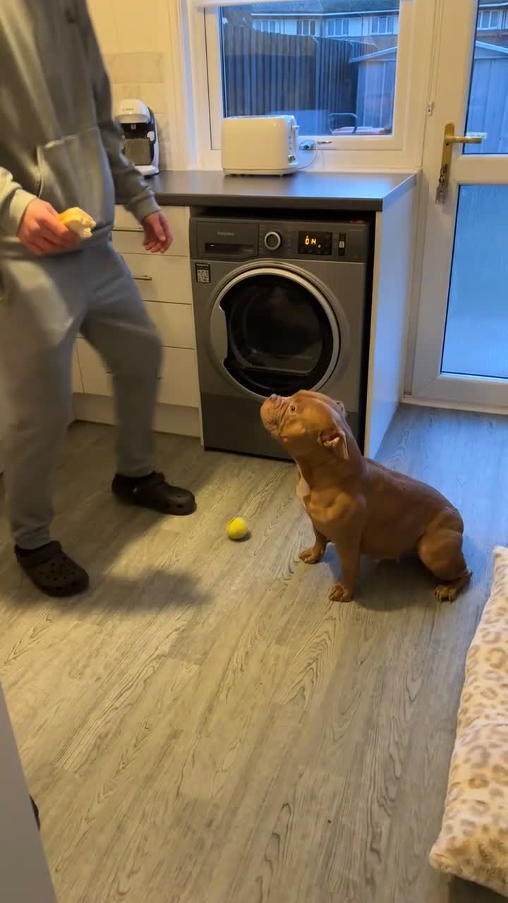 American Bull Staffy dogs for sale: One boy and two girl puppies - Video 1