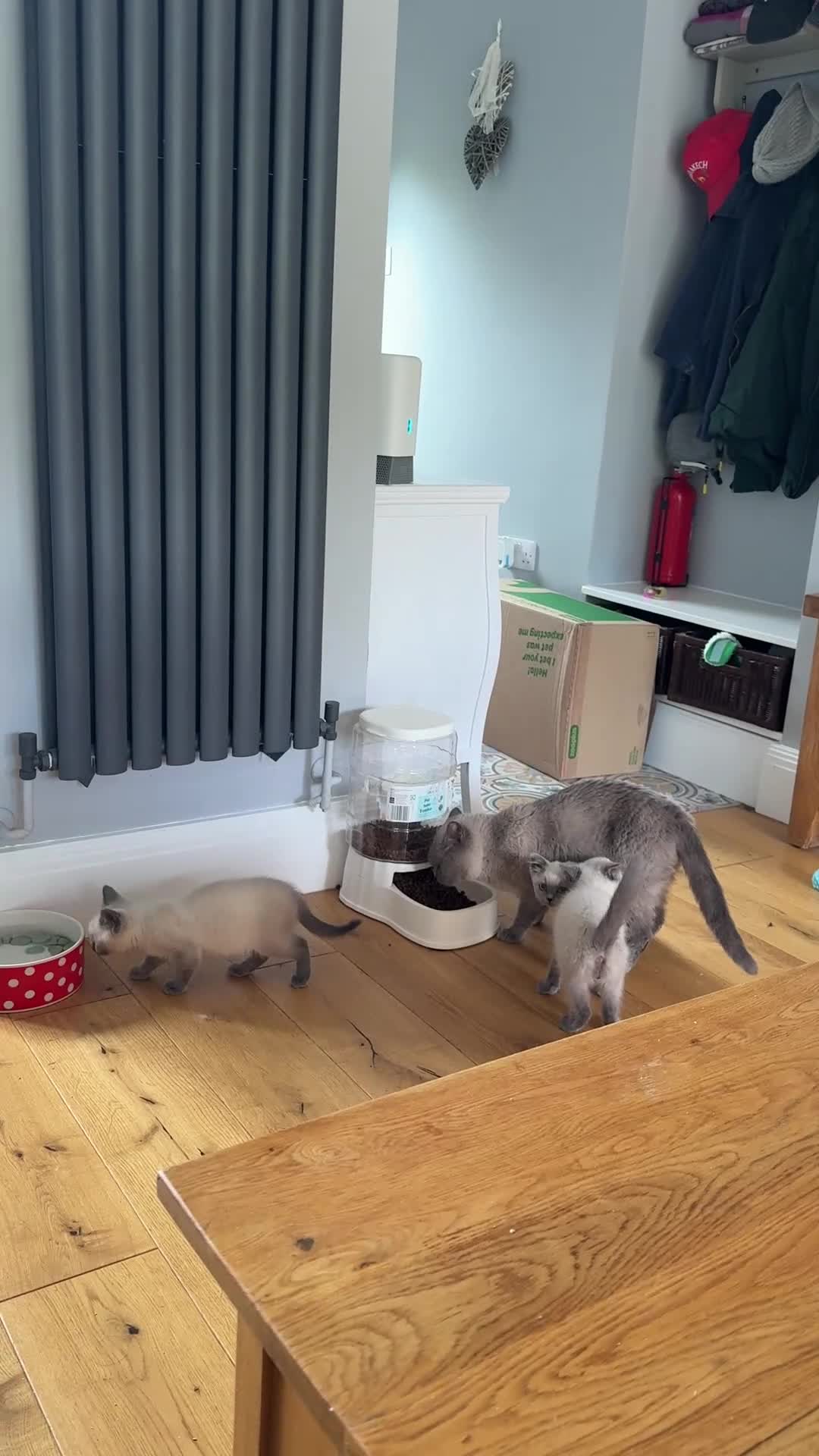 British Shorthair cats for sale: British shorthair x - Video 2