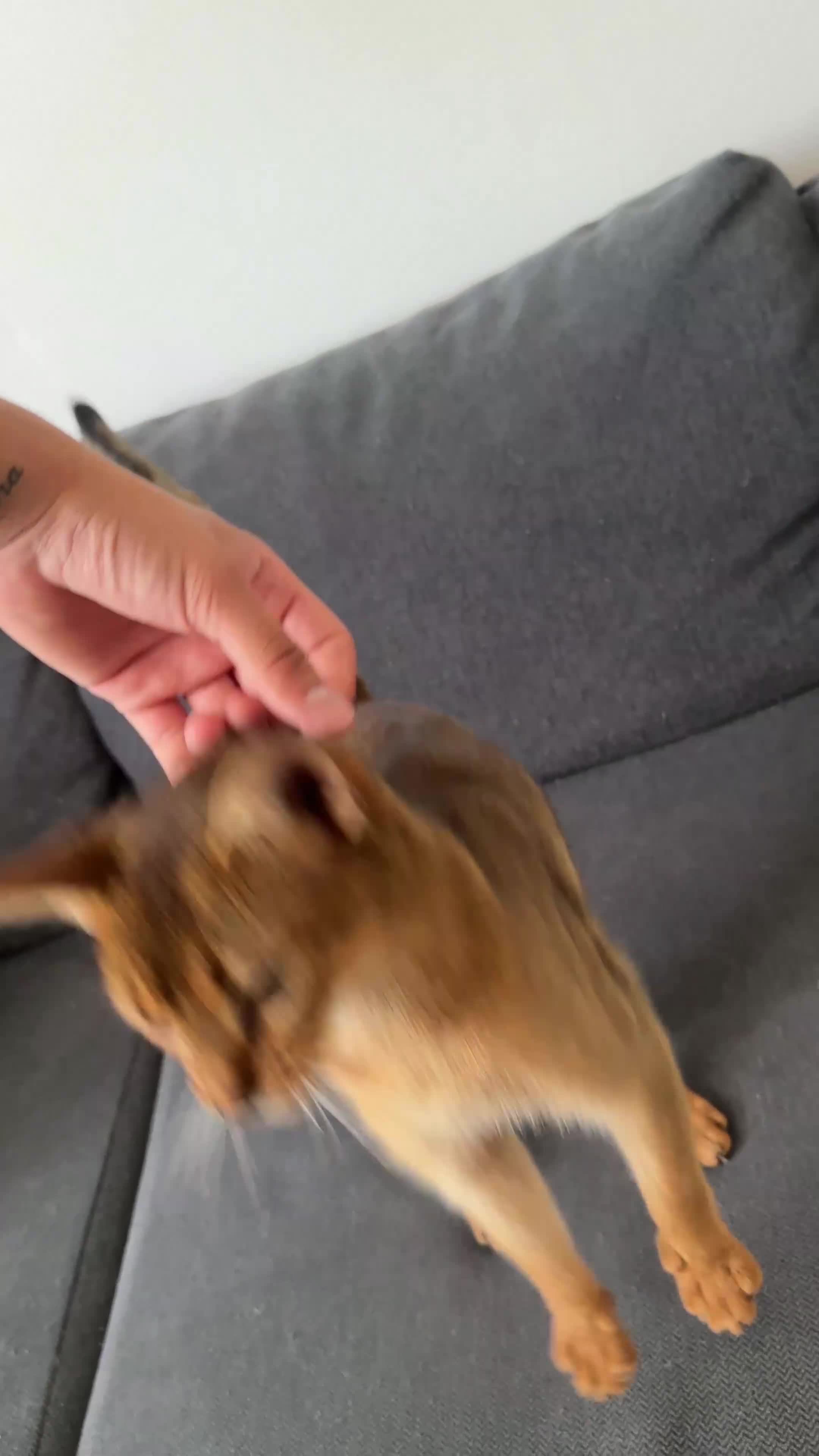 Abyssinian cats for sale: Queen 1 Year old in London - Video 1