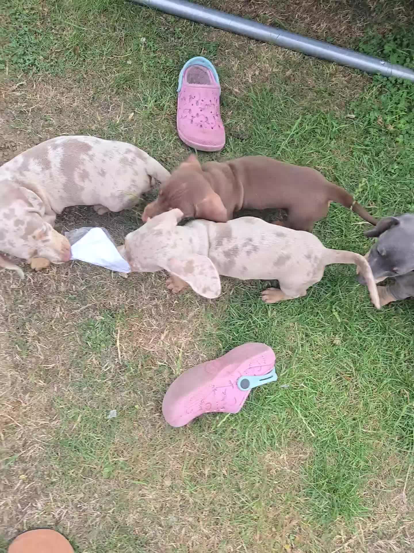 Dachshund dogs for sale: Ready now, last 3 Dachshund Puppies - Video 2