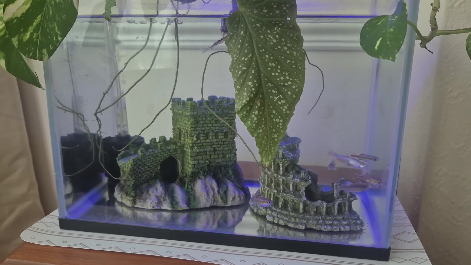 Danios fish for sale: Fish need a new loving home - Video 1