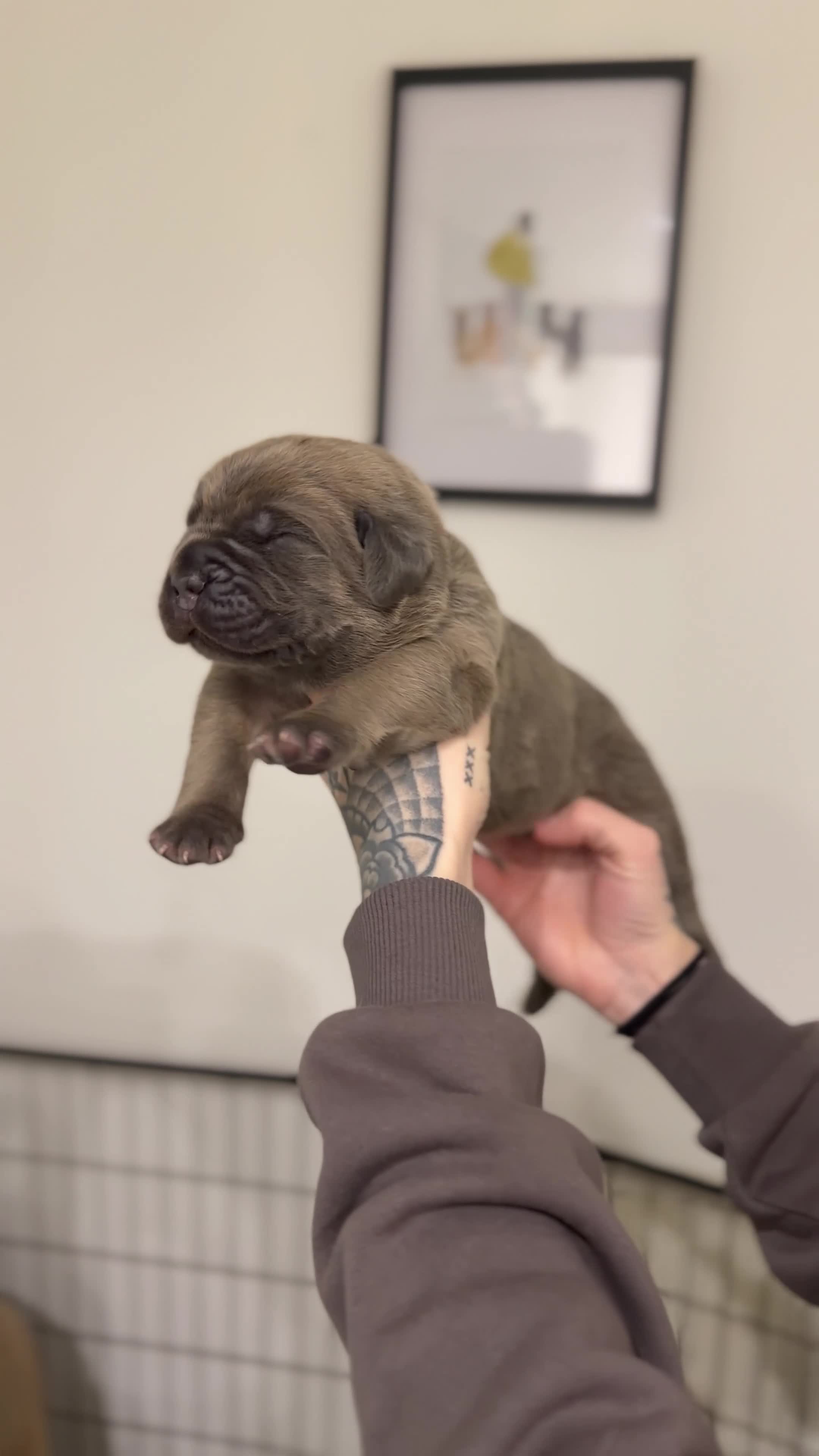 Cane Corso dogs for sale: ICCF Registered Formentino Cane Corsos  - Video 1