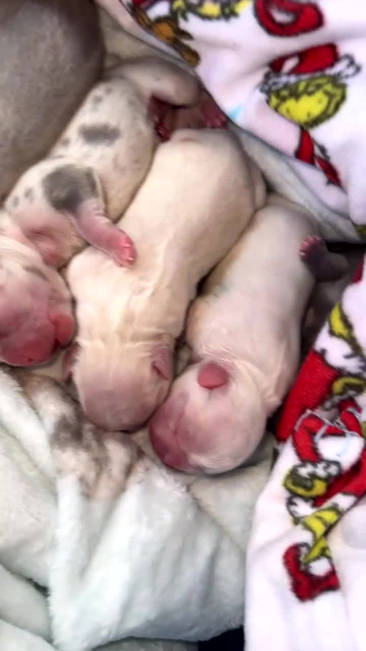French Bulldog dogs for sale: Full fluffy French bulldogs - Video 1