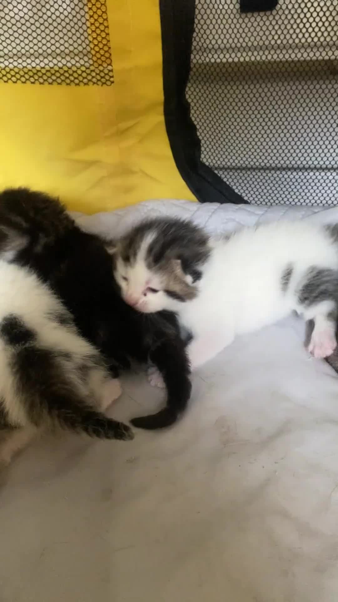 British Shorthair cats for sale: 4 kittens for sale  - Video 1