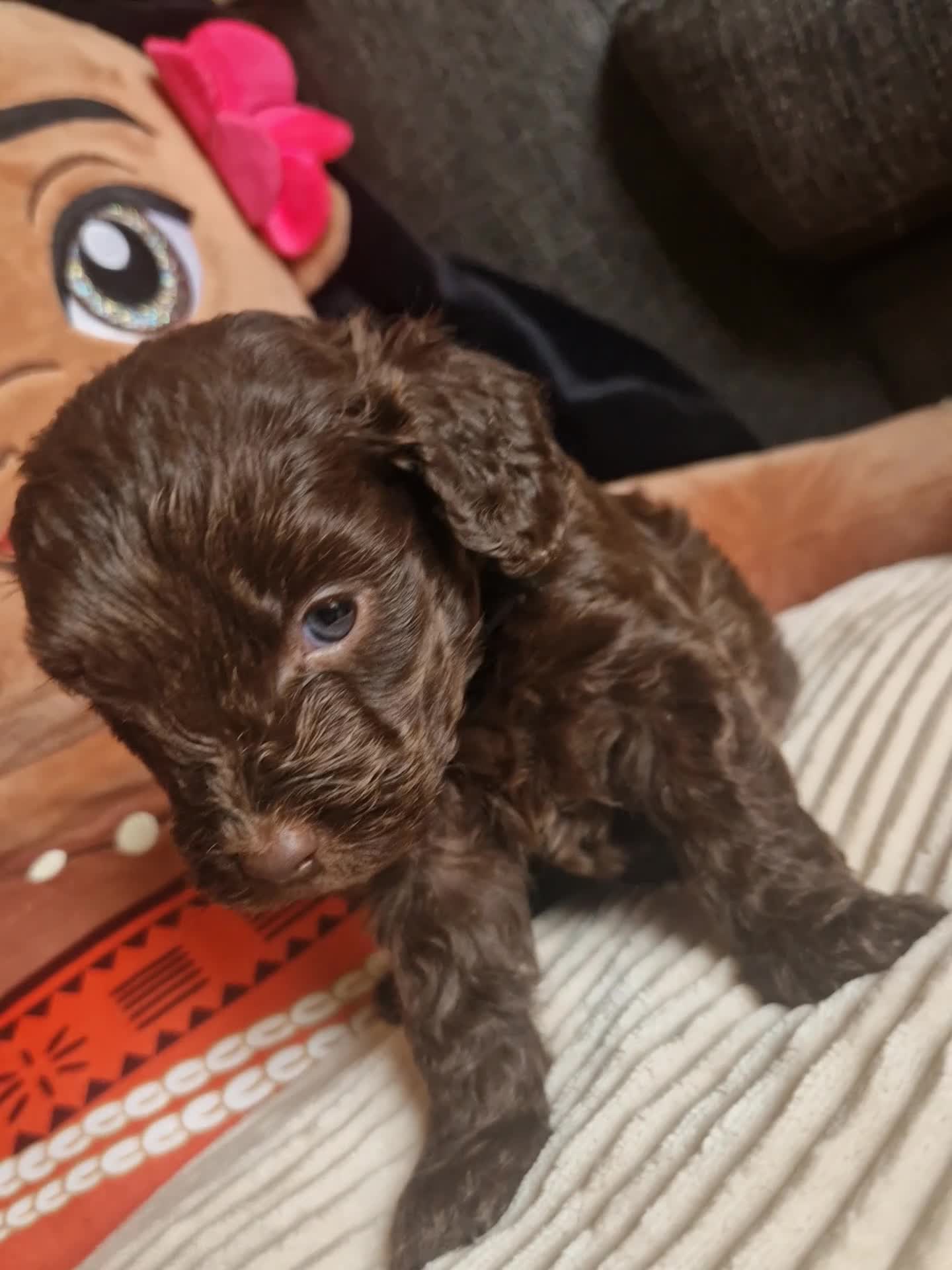 Cockapoo dogs for sale: 🐾💕 BEAUTIFUL COCKAPOOIES  💕🐾 - Video 1