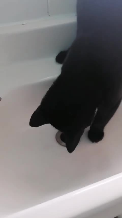 Mixed Breed cats for sale: Playful, Russian blue × British short hair  - Video 4