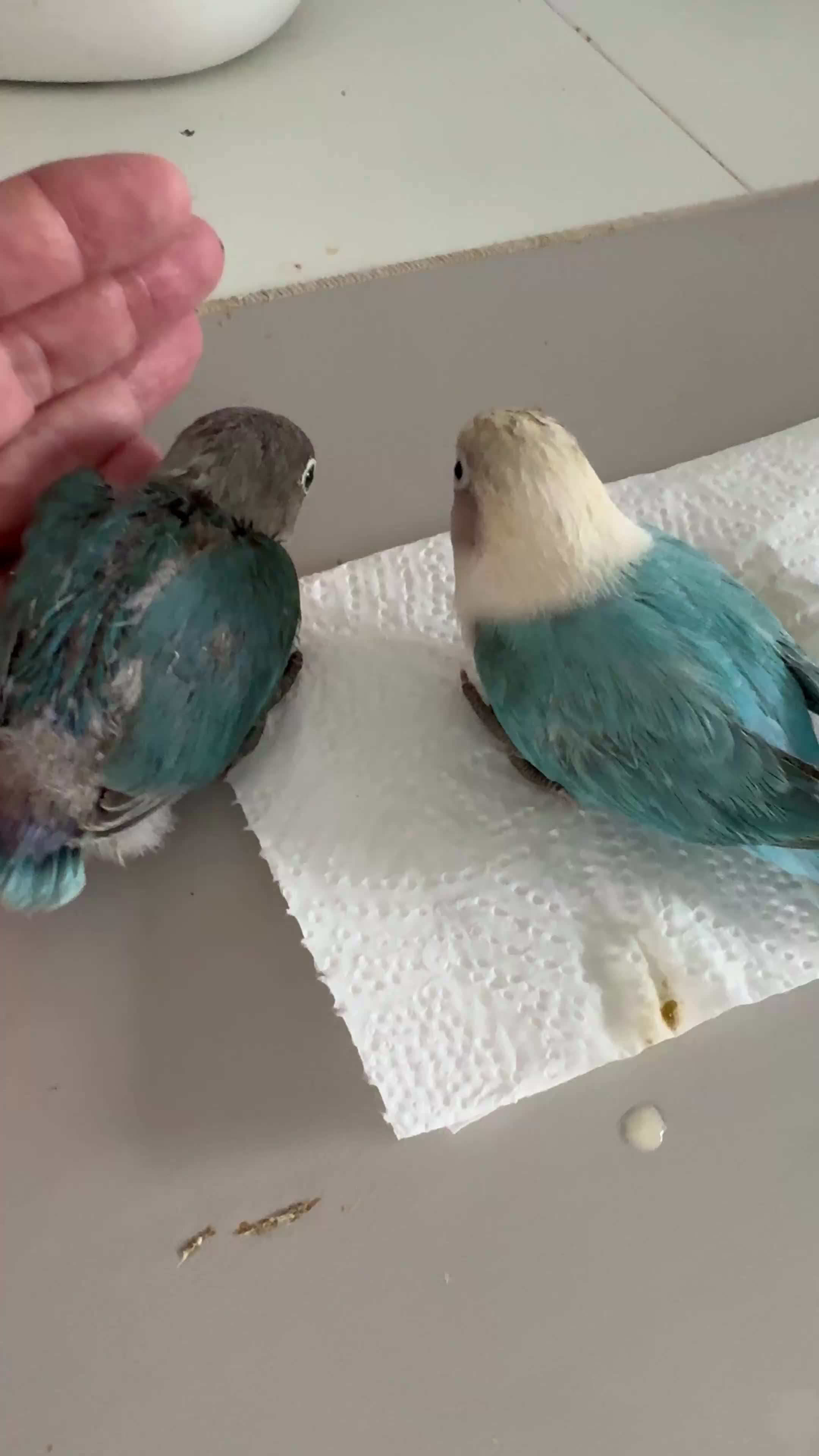 Lovebirds birds for sale: Hand-Reared Baby Lovebirds - Pair (DNA) - Video 1