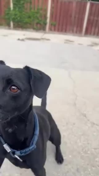 Mixed Breed dogs for adoption: Playful little Bella wants new loving forever home - Video 1