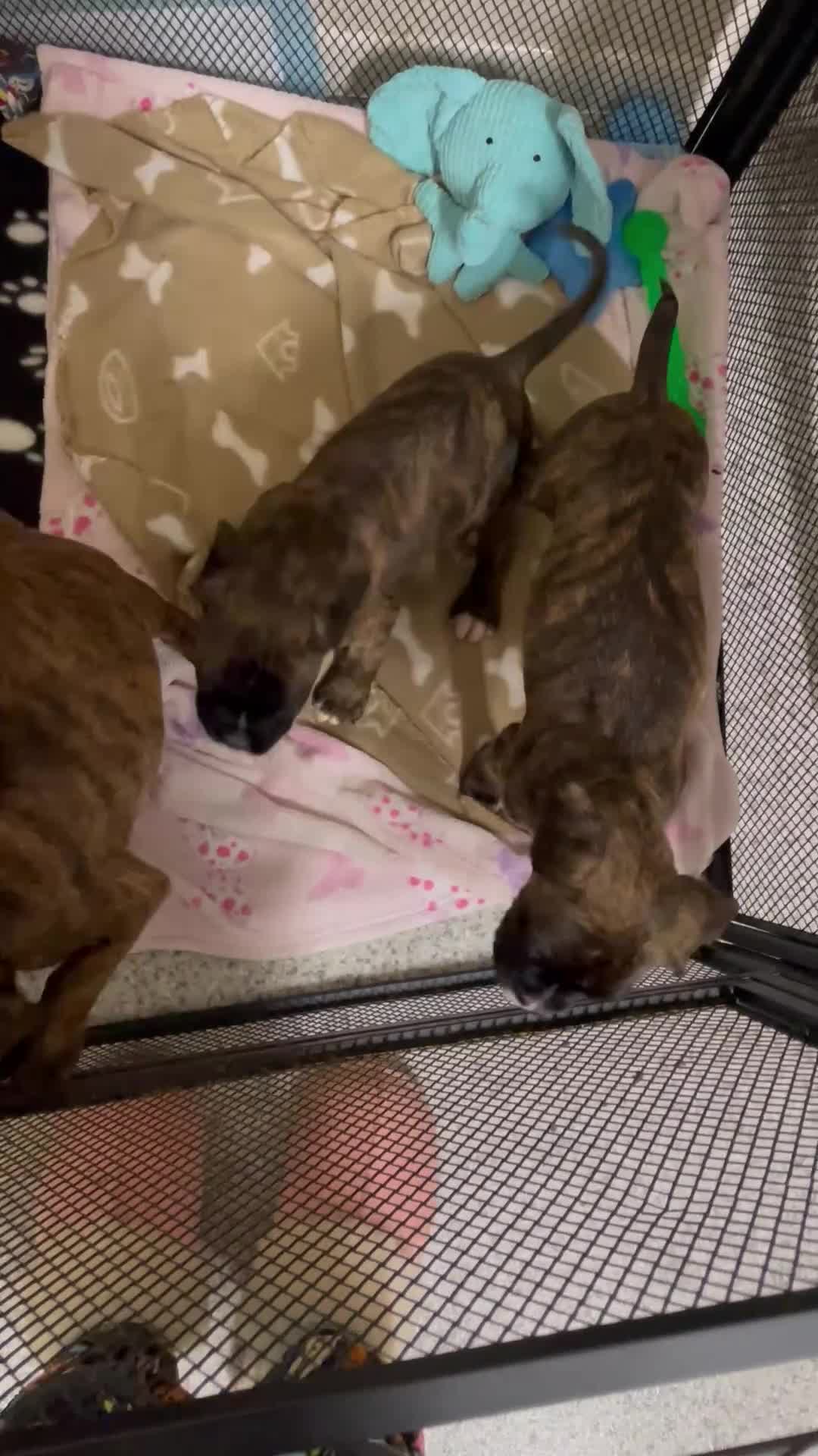 Boxer dogs for sale: 3 beautiful brindle boys for sale  - Video 1