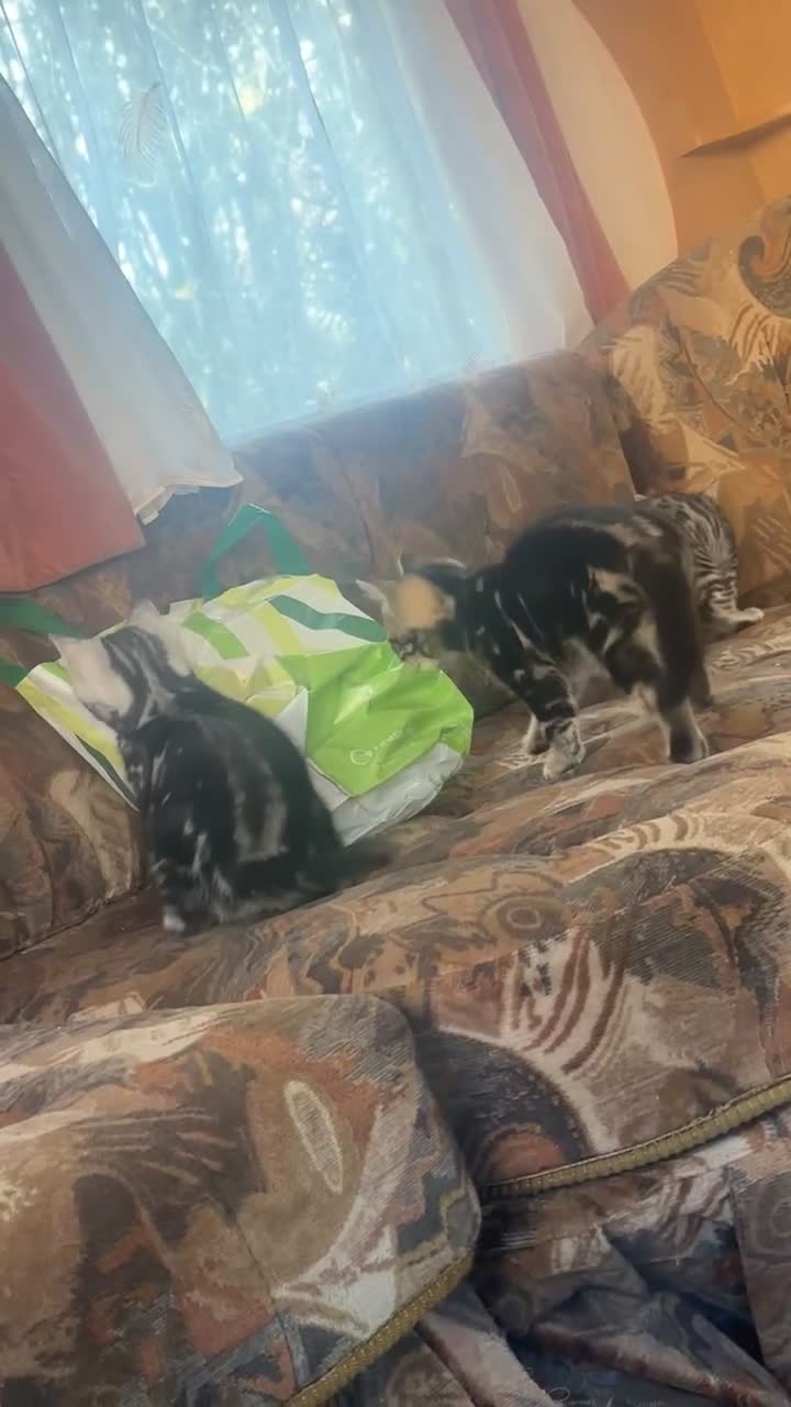 Bengal cats for sale: Bengal x kittens boys  - Video 1