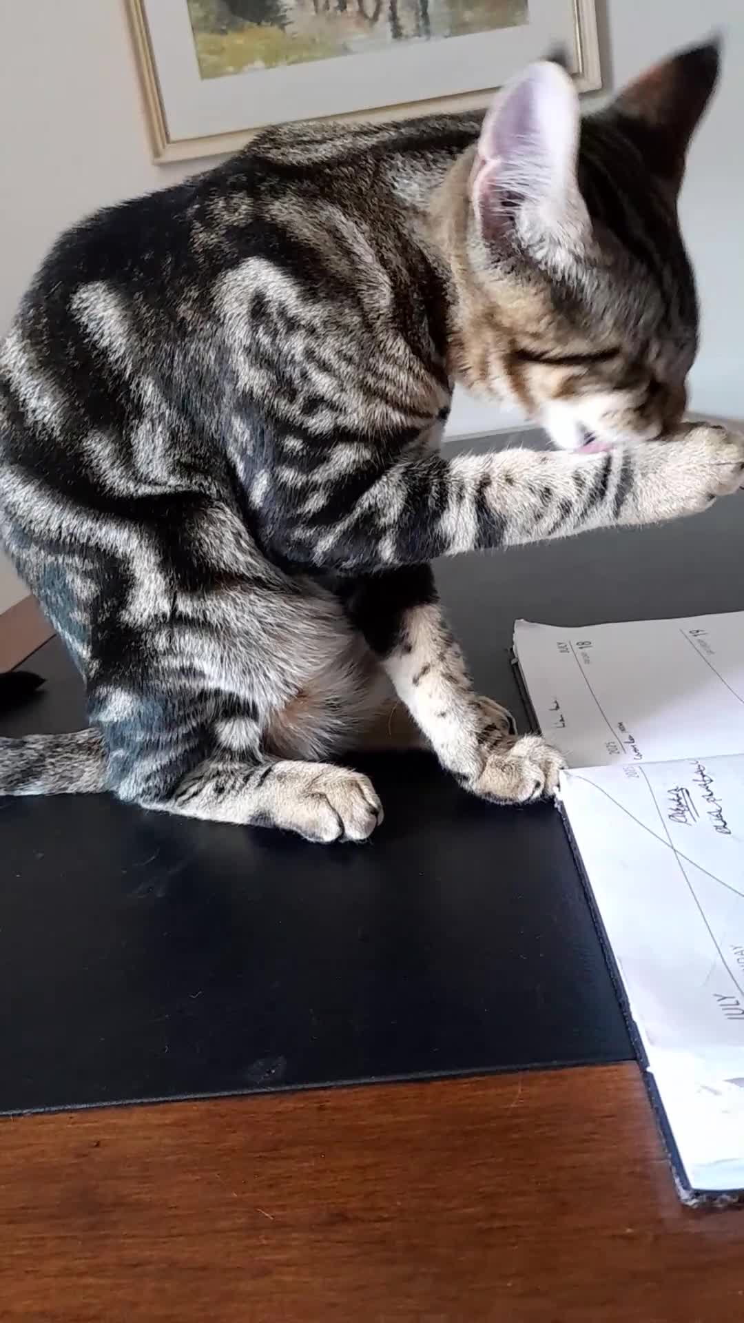 Savannah cats for sale: Full Pedigree TICA Reg Marbled Savannah Boy Kitten - Video 2
