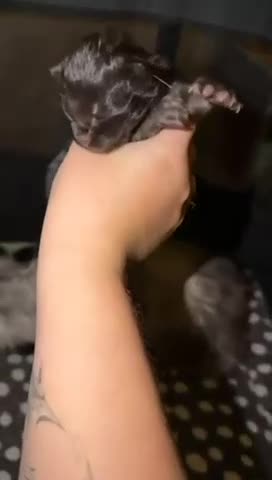 Maine Coon cats for sale: Maine Coon Kittens - Video 3