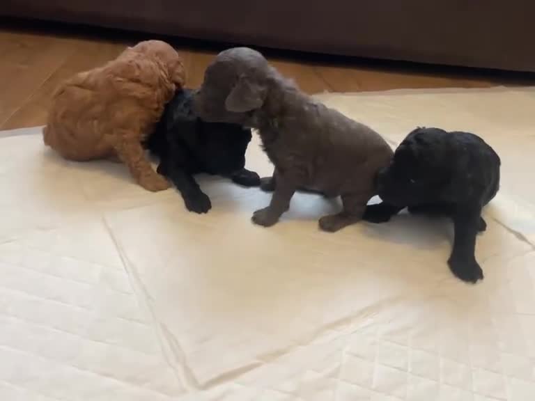 Toy Poodle dogs for sale: Ready to leave from 21st July 2x Gorgeous girls   - Video 3