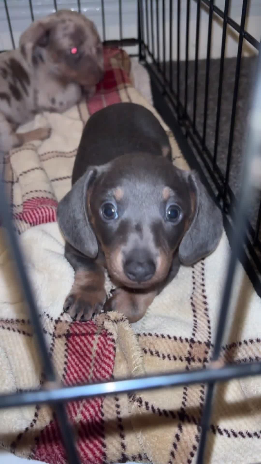 Miniature Dachshund dogs for sale: Tan & blue miniature dachshund boy - Video 1