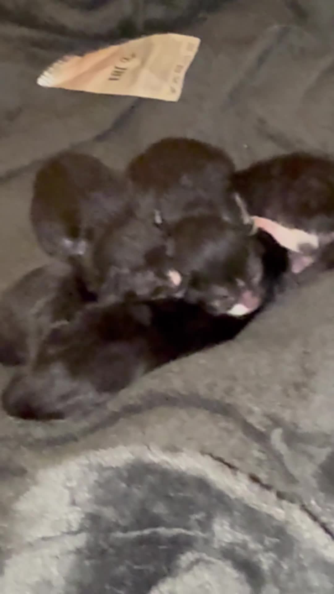 Egyptian Mau cats for sale: Egyptian black with unique white markings in Morden - Video 1