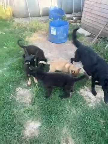 German Shepherd dogs for sale: Straight back German shepherd puppys - Video 1