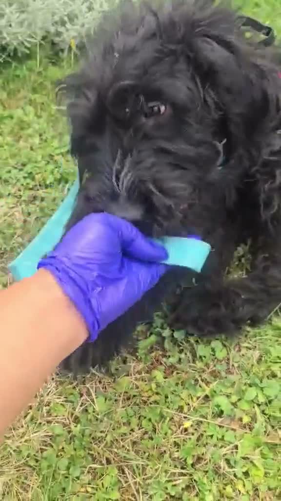 Mixed Breed dogs for adoption: Bert  - Video 1