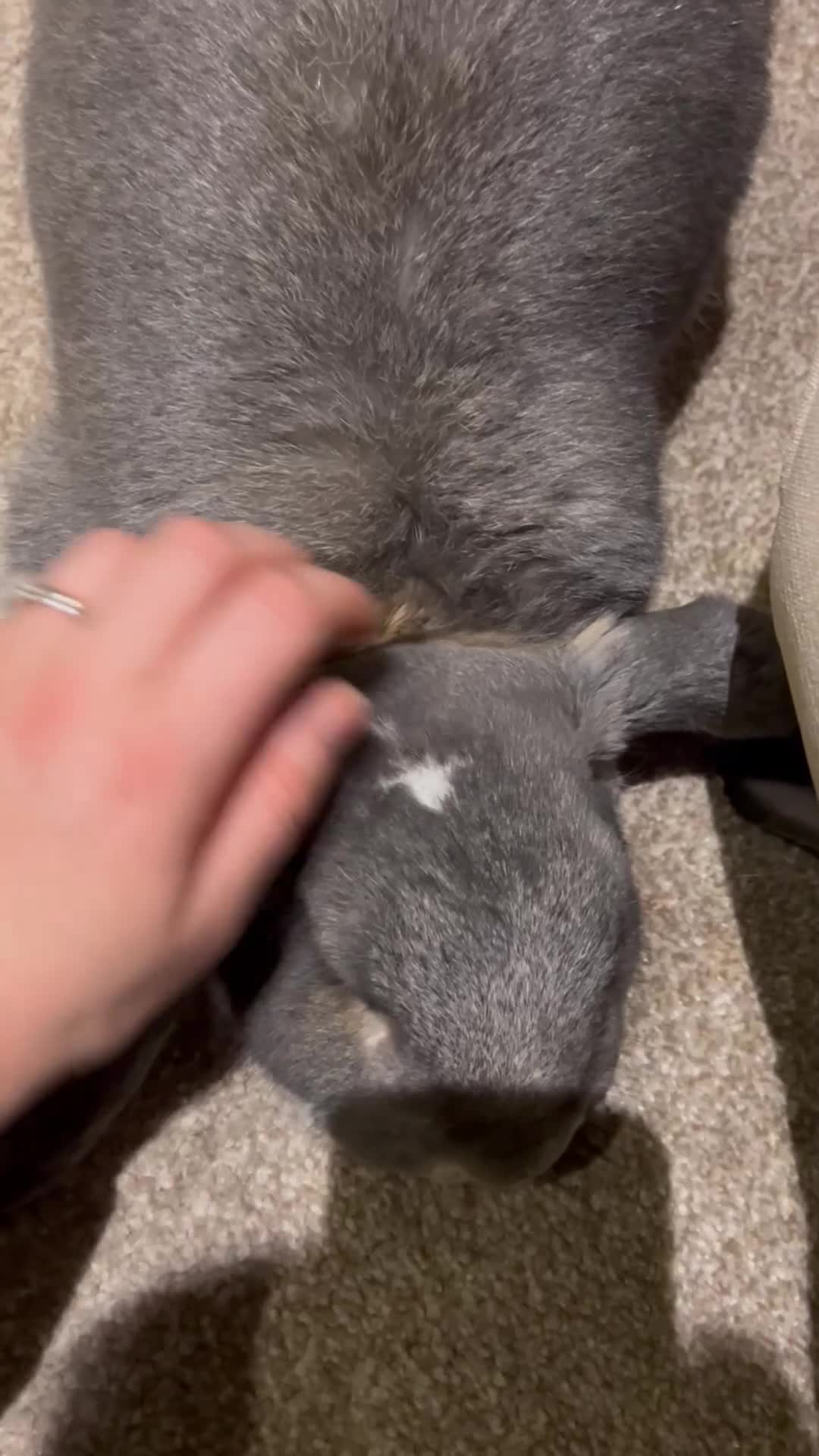 French Lop rabbits for sale: Vaccinated male French Lop  - Video 1