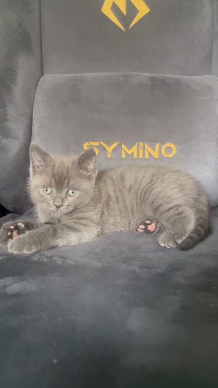 British Shorthair cats for sale: 6 male British shorthair boys  - Video 2