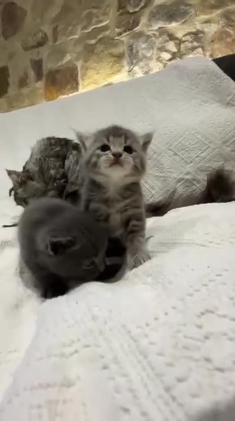 Maine Coon cats for sale: Maine coon x bsh. READY 14th BUT CAN HOLD - Video 1