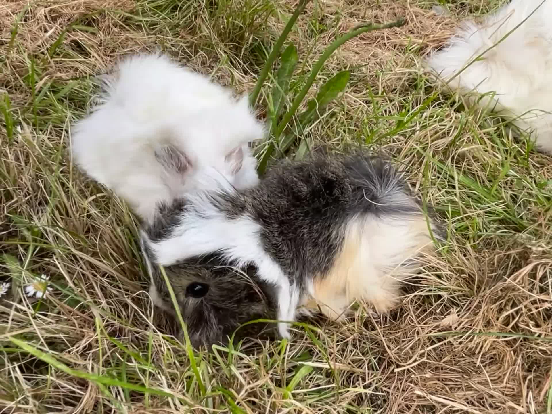 Guinea Pig rodents for sale: Trio of Peruvian femaleguineapigs.Must go together - Video 2