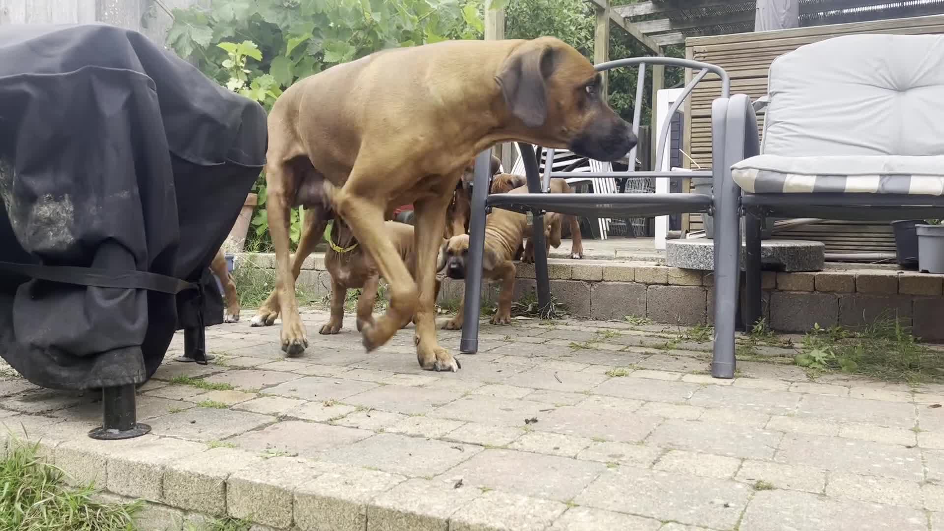 Rhodesian Ridgeback dogs for sale: Ridgeback: Chunky, Large Paws and Full Ridges  in Buckley - Video 1