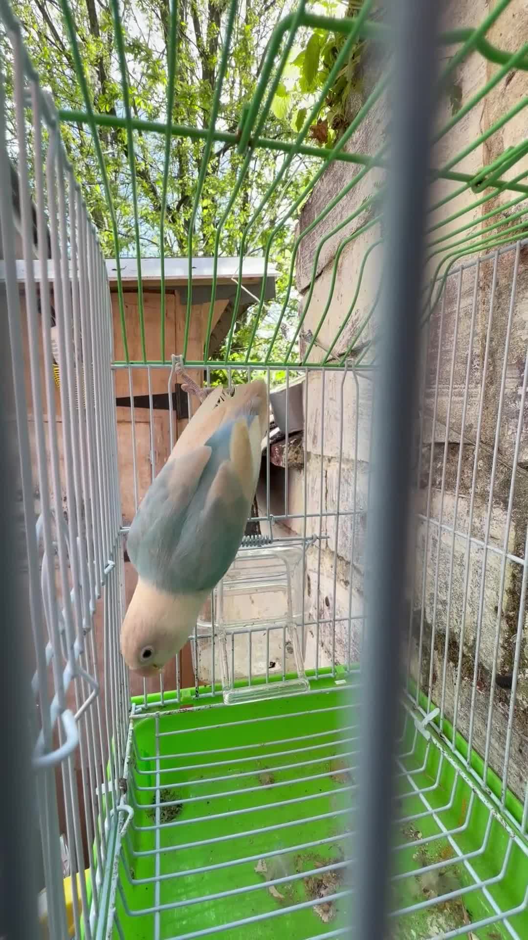 Lovebirds birds for sale: Lovebirds female - Video 1