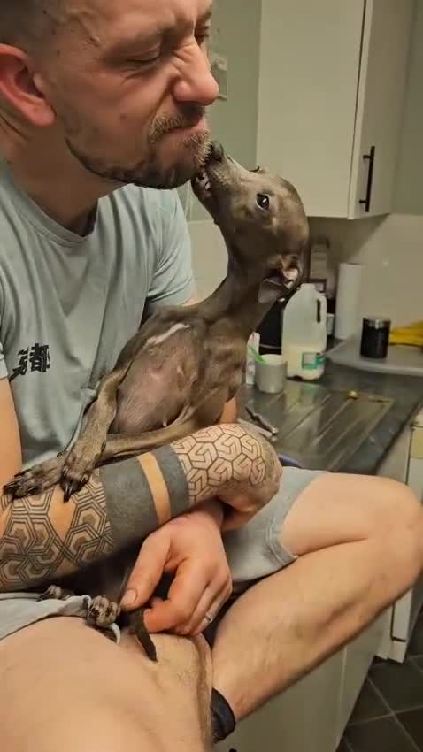 Italian Greyhound dogs for sale: Stunning Italian Greyhound Puppies  - Video 1