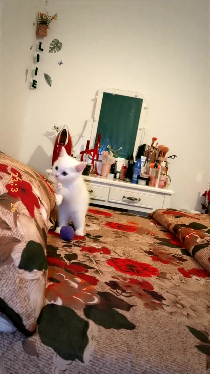 Persian cats for sale:     9-Week-Old White Kitten – Vaccinated in Birmingham - Video 1