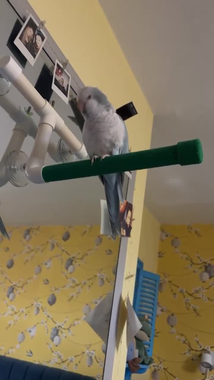 Parrots birds for sale: Blue Quaker Parrot in Clacton-on-Sea - Video 1